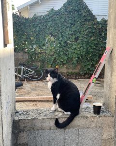 cat_the_builder, le premier chat chef de chantier cat%20the%20builder%20(1) - Ceramica del Conca