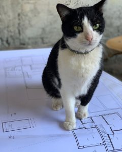 cat_the_builder, die erste Katze als Baustellenleiter cat%20the%20builder%20(2) - Ceramica del Conca