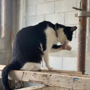 cat_the_builder, le premier chat chef de chantier cat_the_builder%20(18) - Ceramica del Conca