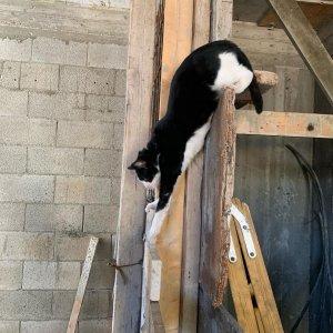 cat_the_builder, le premier chat chef de chantier cat_the_builder%20(24) - Ceramica del Conca