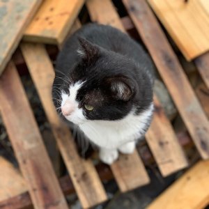 cat_the_builder, le premier chat chef de chantier cat_the_builder%20(3)-1 - Ceramica del Conca