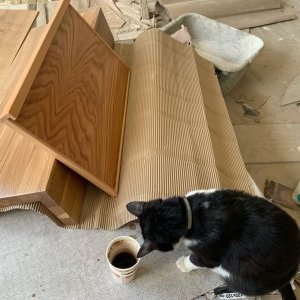 cat_the_builder, le premier chat chef de chantier cat_the_builder%20(31) - Ceramica del Conca