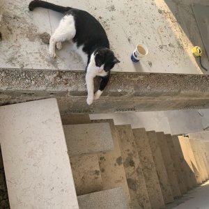 cat_the_builder, le premier chat chef de chantier cat_the_builder%20(33) - Ceramica del Conca