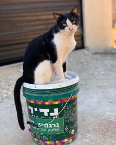 cat_the_builder, the first cat to run a building site cat_the_builder%20(38) - Ceramica del Conca