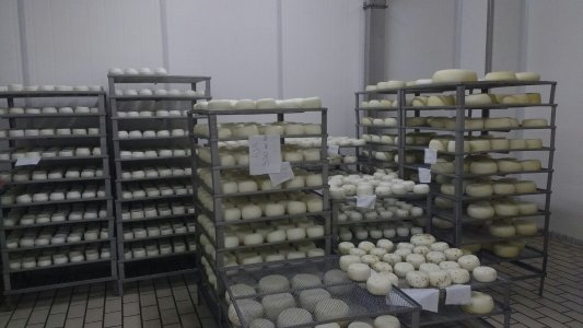 Progetto aiuto ai terremotati e aiuto alimentare 2016 IMG_3917 - Ceramica del Conca